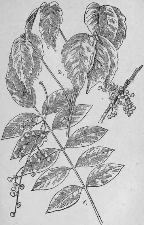 poison ivy plant drawing. poison ivy plant drawing.