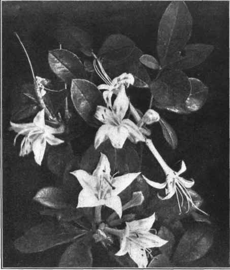 SWAMP HONEYSUCKLE. WHITE AZALEA. Rhododendron viscosum