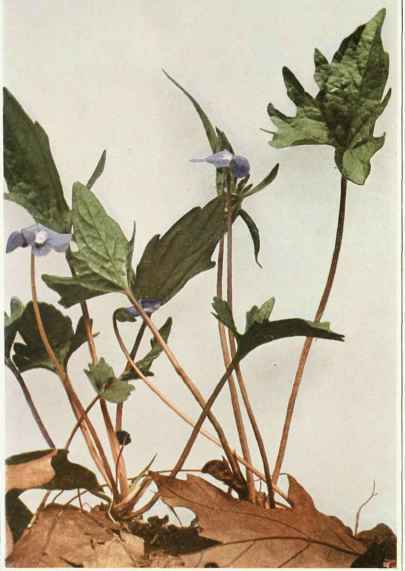A. Early Blue Or Palmate Leaved Violet
