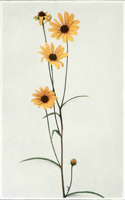 A. Narrow Leaved Or Swamp Sunflower   Helianthus augustifolius