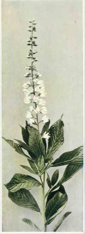 B. Sweet Pepper Bush; White Alder   Clethra alnifolia