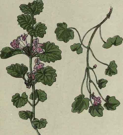 Ground Ivy.