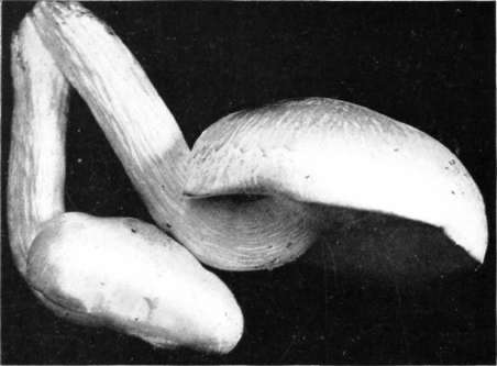 Figure 105. Pleurotus ulmarius