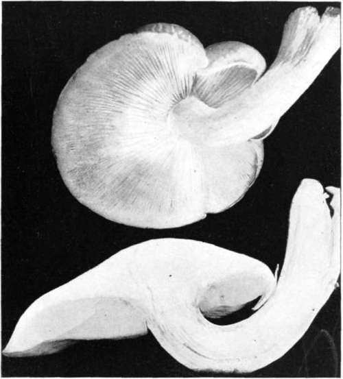 Figure 106. Pleurotus ulmarius