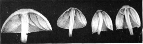 Figure 46. Panaeolus retirugis, section of caps showing form and position of gills (natural size)