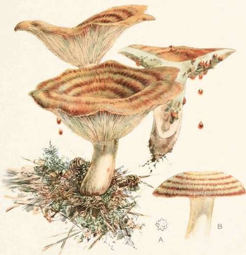 The Orange Milk Mushroom Lactarius Deliciosus 44
