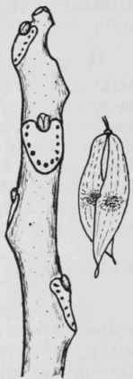 Fig. 175. Ailanthus altissima
