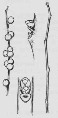 Fig. 185. Ilex verticillata