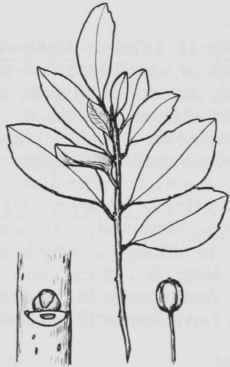 Fig. 186. Ilex glabra