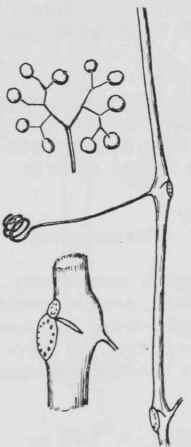 Fig. 209. Ampelopsis arborea