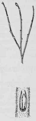Fig. 268. Vaccinium myrtilloides