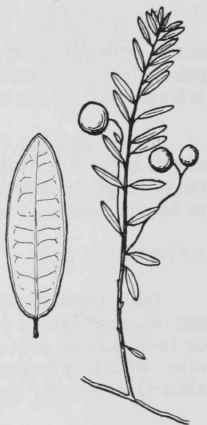Fig. 274. Vaccinium macrocarpon