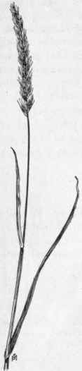 FiG. 31.  Quack grass (Agropyron repens). X 1/5.