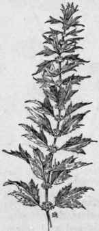 Fig. 247.  Motherwort (Leonurus Cardi aca). X 1/4