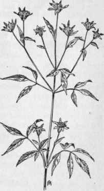 Fig. 329.   Beggar ticks (Bidens frondosa). X 1/4.