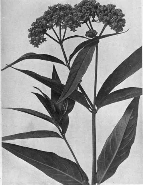 and the oval-leaved milkweed (A. ovalifolia Dec), all natives of Canada and 