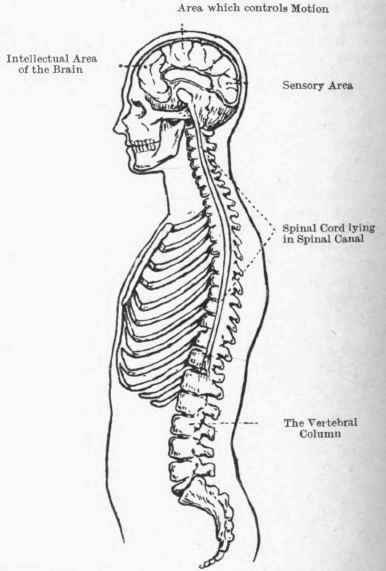 Diagram of brain and spinal cord. The convolutions of the brain are shown, 