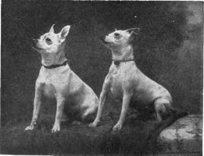 Lady Evelvn Ewart's toy bull terriers Photo T. Fall