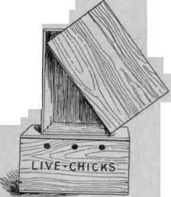 Travelling box for the chicks