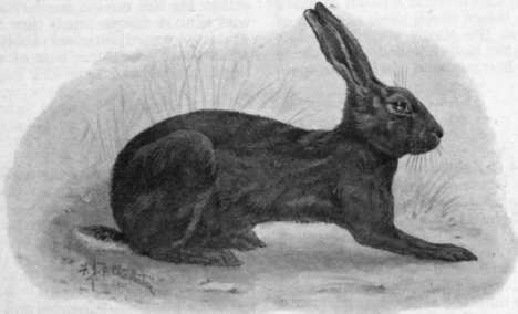 The Belgian Hare rabbit, so called from its resemblance to a hare in colour 