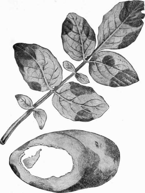Late Blight Diseased Leaf And Tuber Of Potato