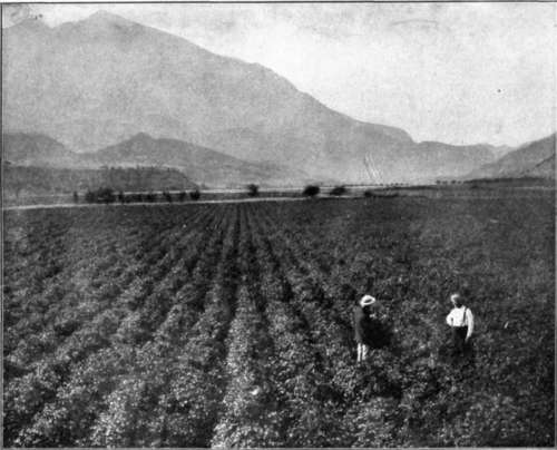 Potato field at Mt. Sopris Farm