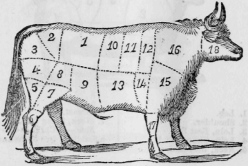 Beef Cuts