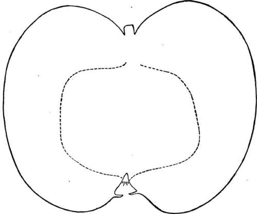 Apple Variety: Bietigheimer
