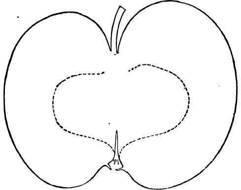 Apple Variety: McLellan