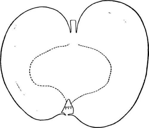 Apple Variety: Pumpkin Sweet
