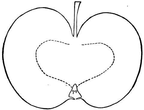 Apple Variety: Shockley