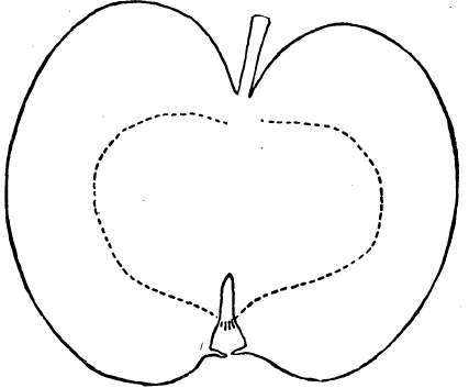 Apple Variety: Tetofsky