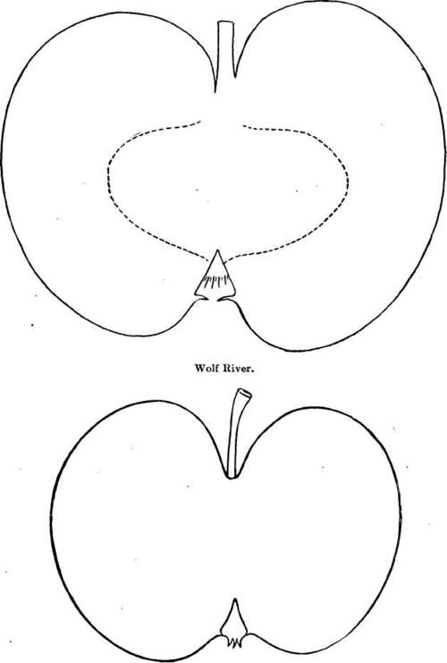 Apple Variety: Wythe