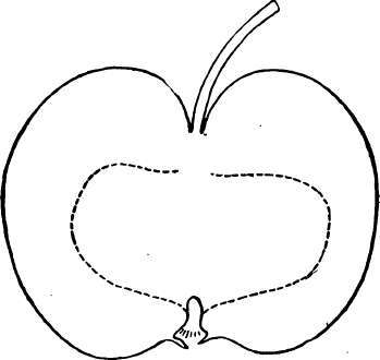 Crab Apple Variety: Gibb Crab
