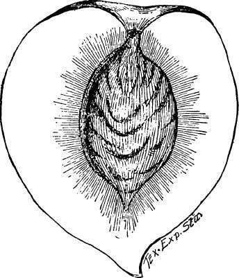 Peach: Elberta (Reduced)