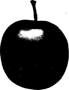 Plum: Waugh