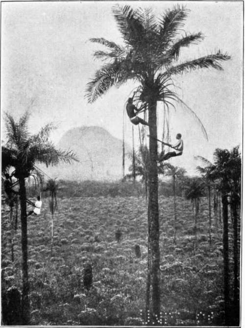 Natives climbing Oil Palms in West Africa