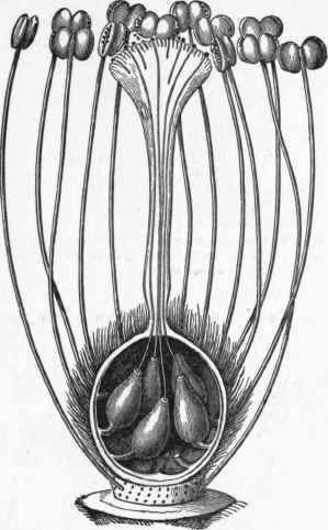Fig. 54   Flower of Cistus: Sepals and Petals removed.