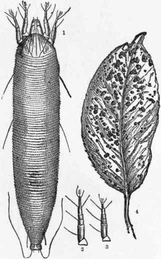 Pear-leaf-Mite-Phytoptus-Pyri.jpg
