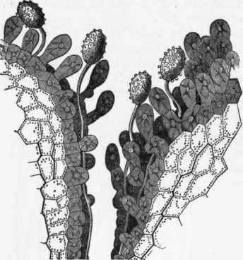 Section of Style of Lilium Martagon, showing Pollen Grains on the Stigma.