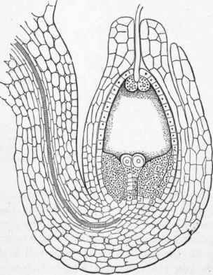 Section of an Ovule, showing the entry of the Pollen Tube into the Embryo Sac.