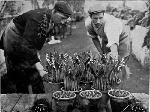 http://chestofbooks.com/gardening-horticulture/Commercial-Gardening-2/images/RETARDED-LILY-OF-THE-VALLEY-Showing-different-stages-of-grow.jpg