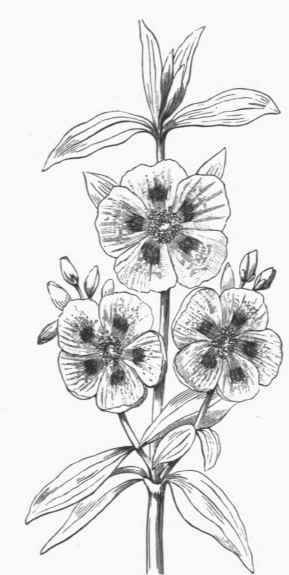 Cistus ladaniferus.