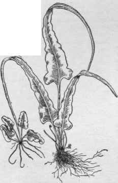 Camptosorus rhizophyllus. (X 1/3)