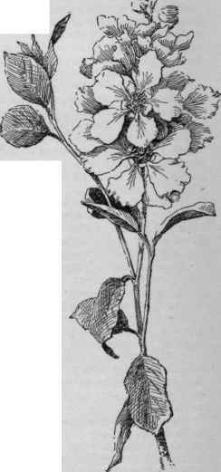 Exochorda racemosa. (X 1/3)