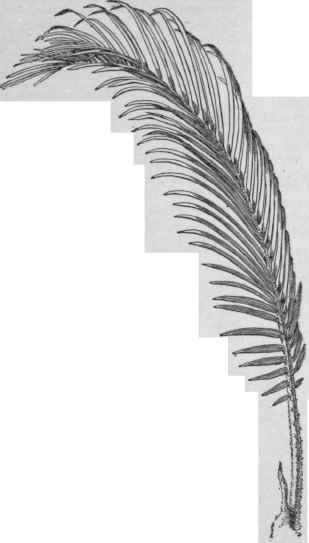Leaf of Cycas revoluta.