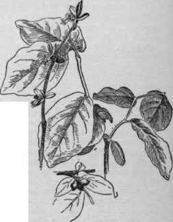 Leatherwood Dirca palustris. (X 1/3)