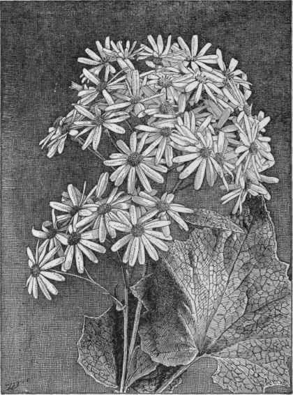Stellata, a popular form of cineraria. (X1/2)