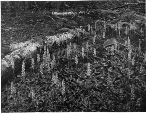 A colony of the native orchid commonly called rattlesnake plantain.