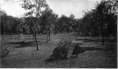 The side yard in 1890.Worthless trees scattered here and there.